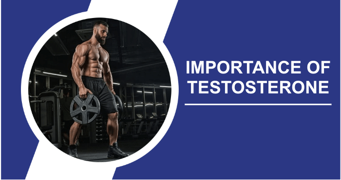 Importance of testosterone